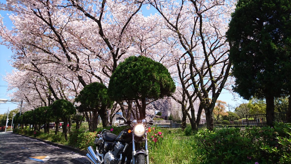 NC36と満開の桜